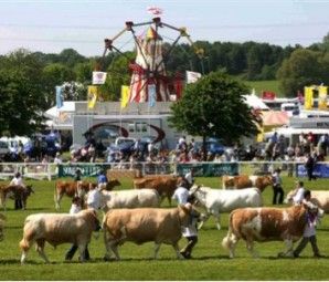 county show image of cattle and fairground